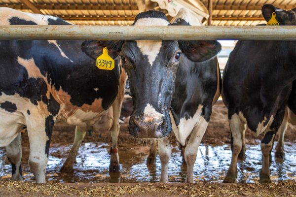 How One Dairy Farmer Is Running His Herd With Gemini AI Agents